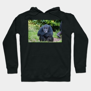 Chimpanzee Hoodie